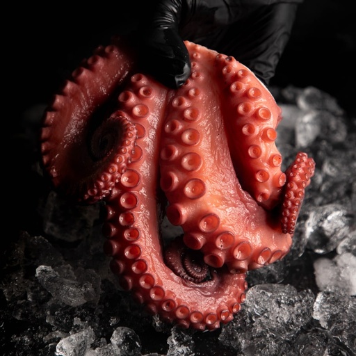 [SALTYPUL02] PULPO COLOSAL 500 a 600 G