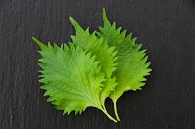 [FBHSV01] HOJA DE SHISO VERDE